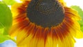 Bright and showy big yellow sunflower head close up. Royalty Free Stock Photo