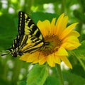 Bright and showy butterfly on big yellow sunflower head close up. Royalty Free Stock Photo