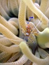 Bright shrimp and anemone Royalty Free Stock Photo