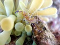 Bright shrimp and anemone Royalty Free Stock Photo