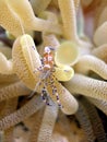 Bright shrimp and anemone Royalty Free Stock Photo