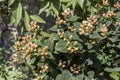 A bright shrub Hypericum androsaemum with red berries close-up