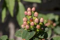 A bright shrub Hypericum androsaemum with red berries close-up