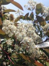 Bright shrub of photinia