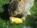 Bright-looking but sick bunny rabbit with skin illness feeding on fresh banana close up 2019 Royalty Free Stock Photo