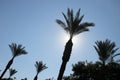 Bright Silhouette of Palm Tree in Clear Blue Sky Royalty Free Stock Photo