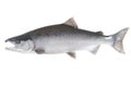 Bright silver Coho salmon isolated on white Royalty Free Stock Photo