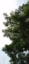 bright sky with green leafed tree. Portrait photo