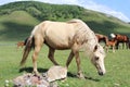 Bright sleek horse herd grazing on the green lawn Royalty Free Stock Photo