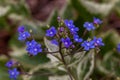 Bright small blue flowers similar to forget-me-nots. Inflorescence decorative garden plant Brunnera