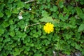 Bright small ground cover yellow flower blooming among green leaves in Kurokawa onsen town Royalty Free Stock Photo