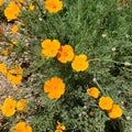 Bright small orange desert flowers growing