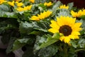 Bright small sunflowers with fresh green leaves. Cute sunflowers. Summer blooming flowers. Field of sunflowers.