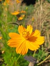 Bright small wildflower with orange petals.