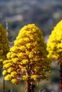 Spring Bloom Series - Bright Yellow Heads of Flowers on Aeonium Zwartkop - Tree Houseleek Royalty Free Stock Photo