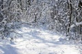 Bright snow-covered path in the winter forest