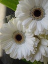 Bright soft white and brown Gerbera daisy flower bouquet