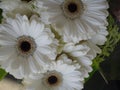 Bright soft white and brown Gerbera daisy flower bouquet 2019