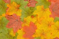Bright solid autumn background of red, green and yellow leaves