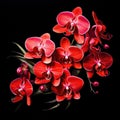 Phalaenopsis orchid flowers isolated on a black background Royalty Free Stock Photo