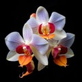 Phalaenopsis orchid flowers isolated on a black background Royalty Free Stock Photo