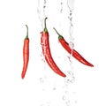 Bright spicy red chili peppers with clear water streams isolated on white.