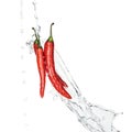 Bright spicy red chili peppers with water splash and drops isolated on white.