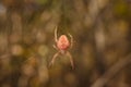 Bright spider Eriophora, a genus of orb-weaver spiders in its cobweb on forest background. Wildlife, insects world. Soft focused Royalty Free Stock Photo