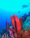 Bright Sponges highlight underwater photographer