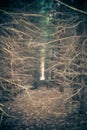 Bright spot in the forest Royalty Free Stock Photo