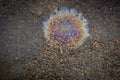 A bright spot of oil or gasoline spray on the pavement after rain Royalty Free Stock Photo