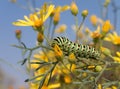 Bright spotted caterpillar Royalty Free Stock Photo