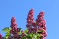 Bright spring beautiful lilac against the blue sky Royalty Free Stock Photo