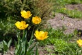 Bright spring blossoming flowers - yellow tulips on long succulent stems against the background of green grass on a garden bed. Royalty Free Stock Photo