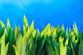 Bright spring blue background and green sprouts flowers