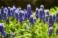 Bright spring blue flowers in the daylight