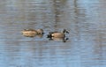 Pond Feeding Blue-Winged Teal Pair Royalty Free Stock Photo