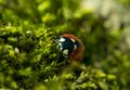 Red ladybug on the background of green moss in the spring forest Royalty Free Stock Photo