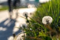 Bright spring dandelions blooming near the roadside. Green grass, yellow and white wildflowers. Copy space. Beautiful Landscape. Royalty Free Stock Photo