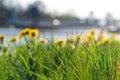 Bright spring dandelions blooming near the roadside. Green grass, yellow and white wildflowers. Copy space. Beautiful Landscape. Royalty Free Stock Photo