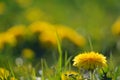 Bright spring dandelions blooming near the roadside. Green grass, yellow and white wildflowers. Copy space. Beautiful Landscape. Royalty Free Stock Photo