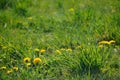 Bright spring dandelions blooming near the roadside. Green grass, yellow and white wildflowers. Copy space. Beautiful Landscape. Royalty Free Stock Photo