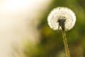 Bright spring dandelions blooming near the roadside. Green grass, yellow and white wildflowers. Copy space. Beautiful Landscape. Royalty Free Stock Photo