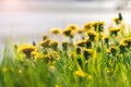 Bright spring dandelions blooming near the roadside. Green grass, yellow and white wildflowers. Copy space. Beautiful Landscape. Royalty Free Stock Photo