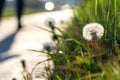 Bright spring dandelions blooming near the roadside. Green grass, yellow and white wildflowers. Copy space. Beautiful Landscape. Royalty Free Stock Photo