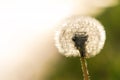 Bright spring dandelions blooming near the roadside. Green grass, yellow and white wildflowers. Copy space. Beautiful Landscape. Royalty Free Stock Photo