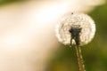 Bright spring dandelions blooming near the roadside. Green grass, yellow and white wildflowers. Copy space. Beautiful Landscape. Royalty Free Stock Photo