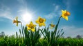Bright Spring Day with Vibrant Yellow Daffodils against Blue Sky, Sun Shining with Flare. Perfect for Backgrounds. AI Royalty Free Stock Photo