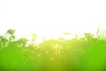 Bright spring defocused. Green abstract spring background Royalty Free Stock Photo