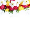 Bright spring flower arrangement. Crimson tulips, white daffodils and yellow flowers of the Trollius europaeus on a white backgrou